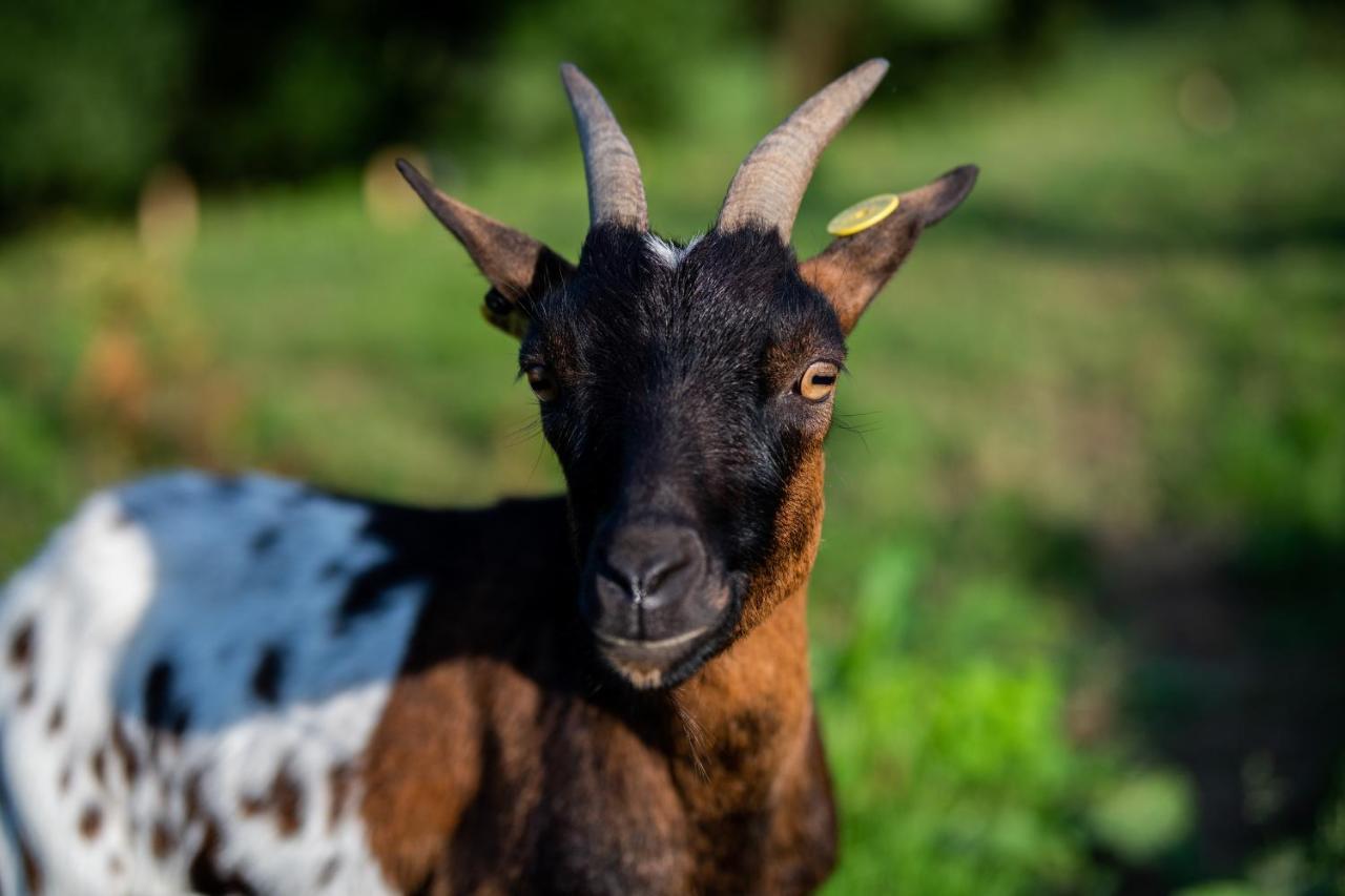 Ecogranja Sierra Hermosa Cecenas Zewnętrze zdjęcie